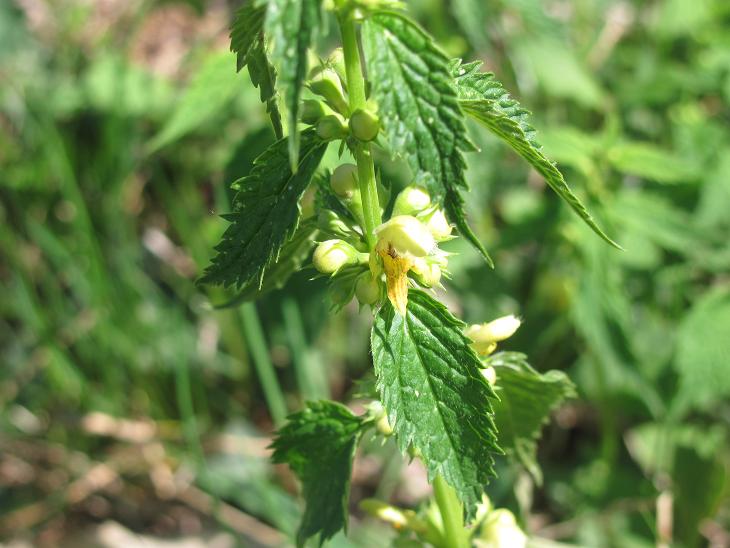 Lamium galeobdolon